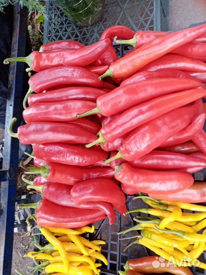 Перец острый, свежий и маринованный