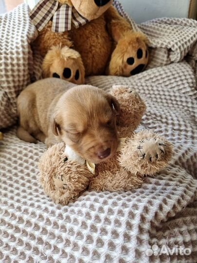 Сладкая булочка