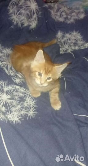 Котята мейн-кун