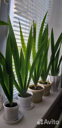 Ирис (неомарика)