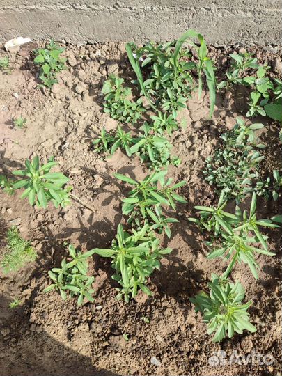 Саженцы бергамота