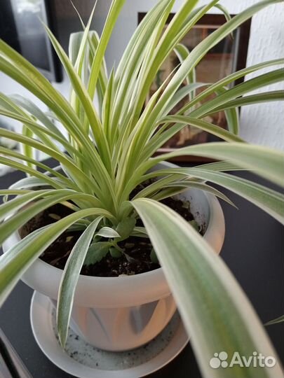 Хлорофитум