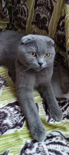 Передержка(как дома) в квартиру в семью (опыт)