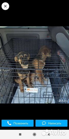 Собачки из отлова