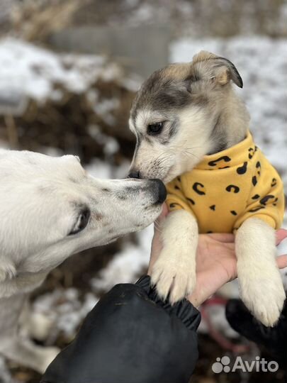 Щенок в добрые руки