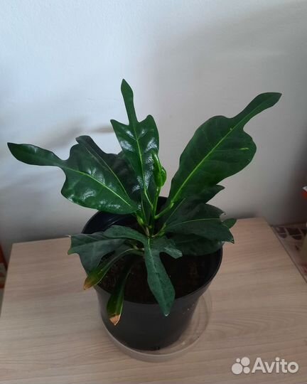 Комнатные растения