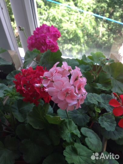 Герань, аихризон, сенсевьера, алоэ вера