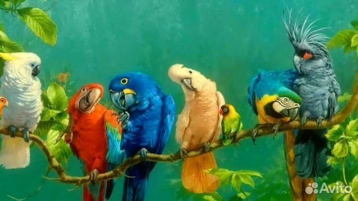 Передержка певчих птиц, попугаев на любое время