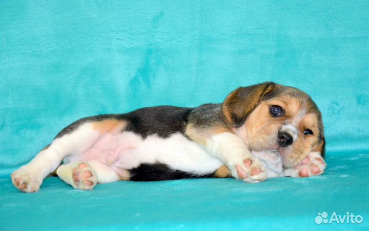 Щенки Бигля
