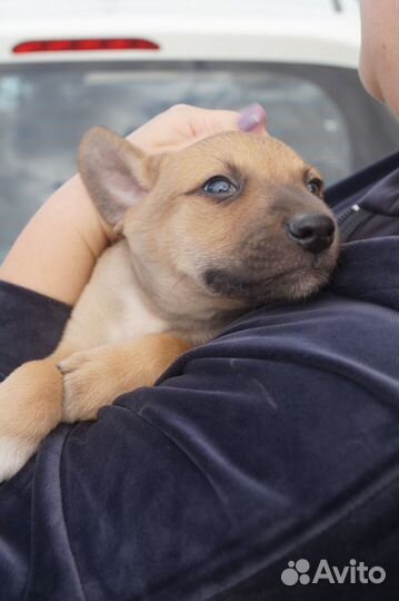 Щенок мальчик в добрые руки