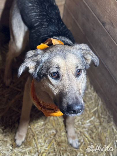 Собака в добрые руки