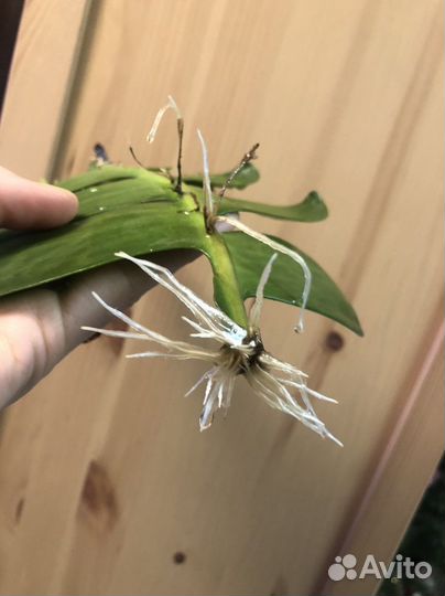 Комнатное растение Марниера