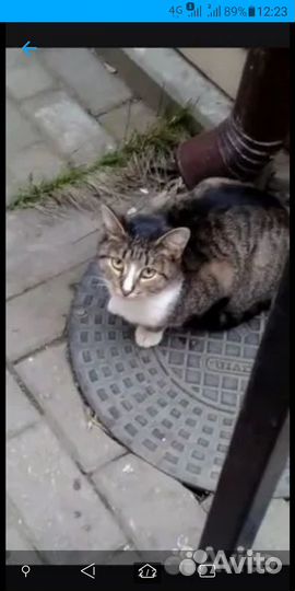 Котята, кошка в добрые руки