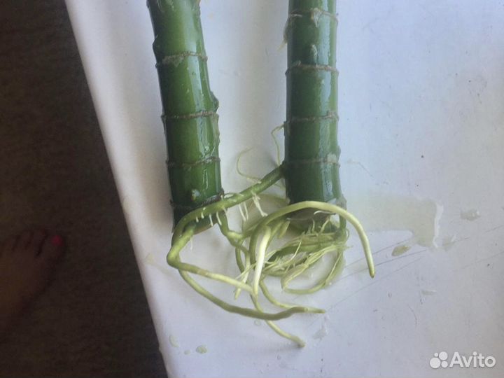 Диффенбахия