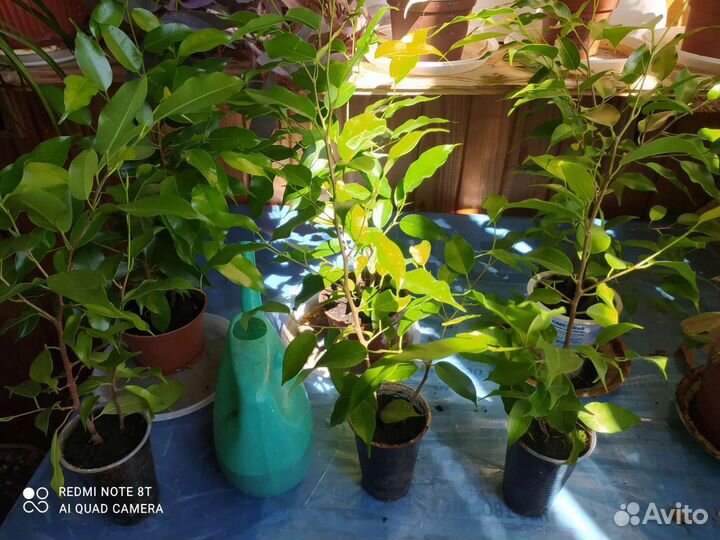 Фикус Бенджамина