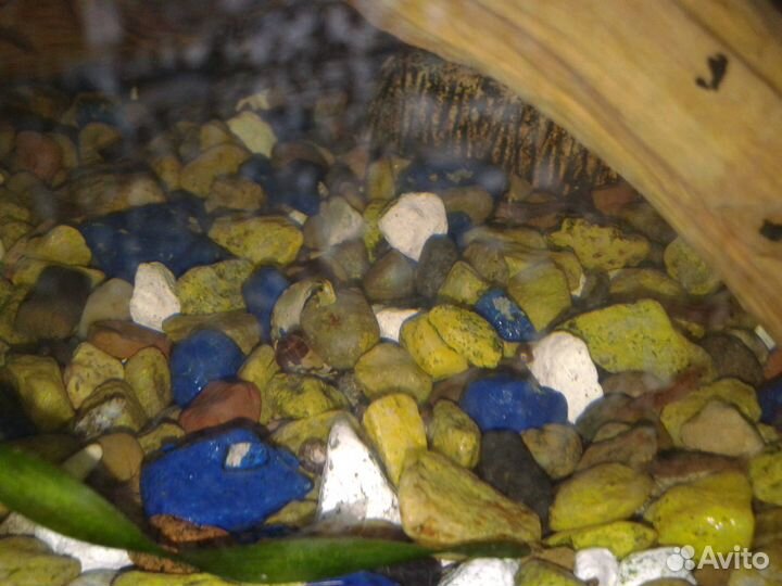 Креветки вишенки