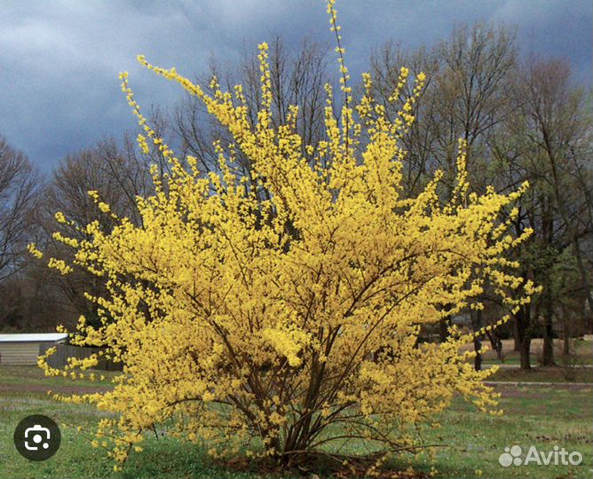 Ива Нана, Форзиция, Пузыреплодники, к. Бульденеж