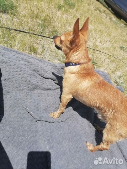 Вязка той-терьер