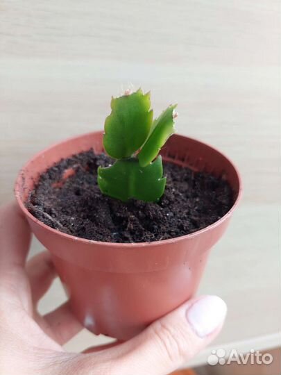 Декабрист шлюмбергера