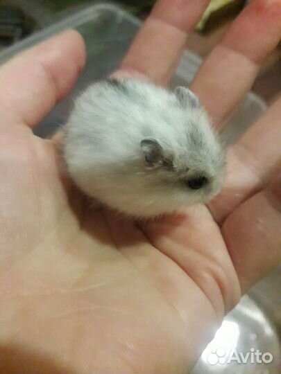 Джунгарские хомячки