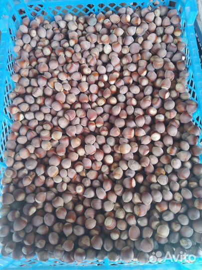 Орех фундук 2024