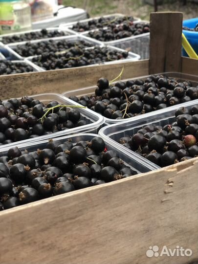 Черная смородина ягода свежая