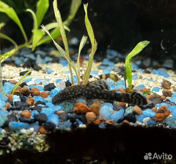 Сомики анциструсы