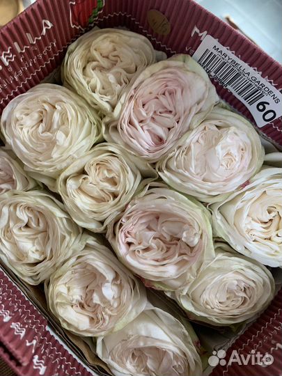 Живые цветы оптом опт цветы опт розы