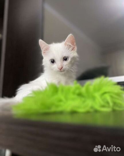 Кошка бесплатно