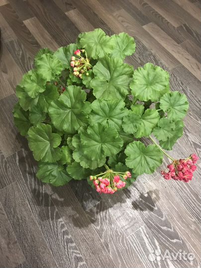 Пеларгония