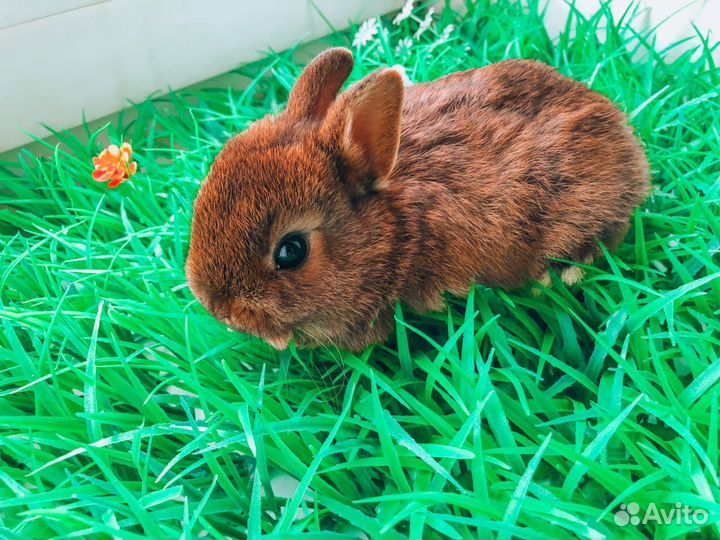 Мини карликовый кролик - королевский