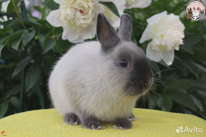Карликовый кролик Цветной карлик