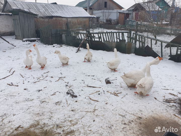 Гуси Холмогорские и бойцовые