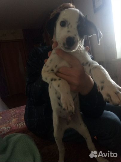 Далматинец щенок