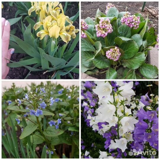 Многолетние цветы