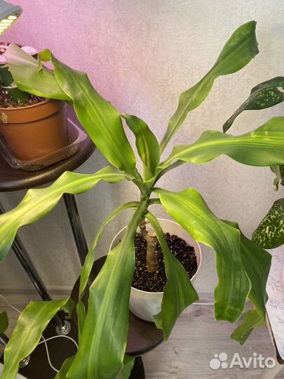Драцена душистая