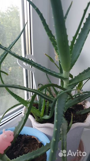 Алоэ столетник