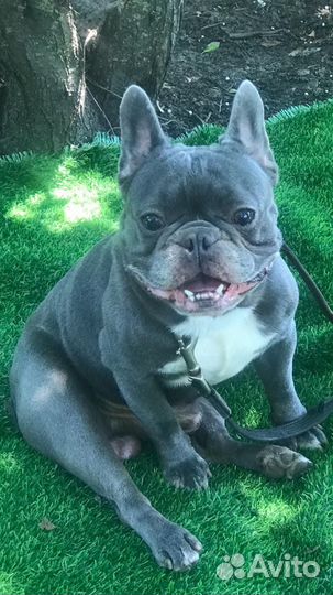 Французский бульдог вязка