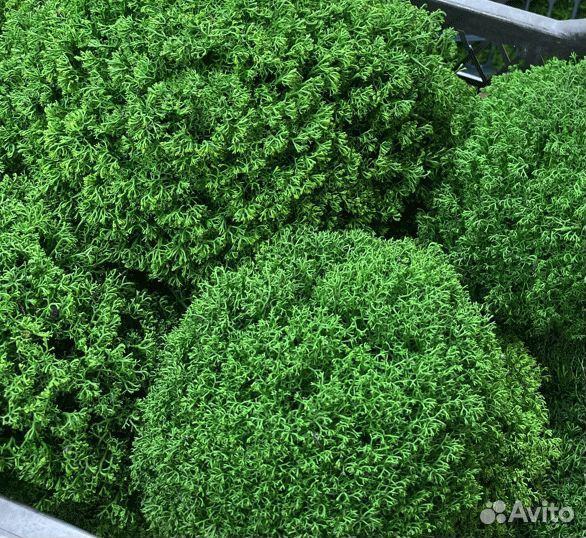 Стабилизированный мох