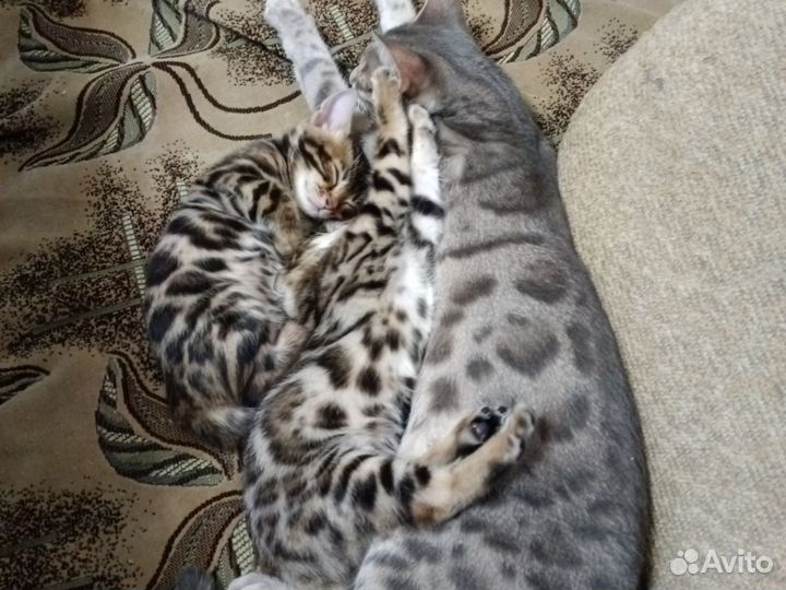 Бенгальская кошка