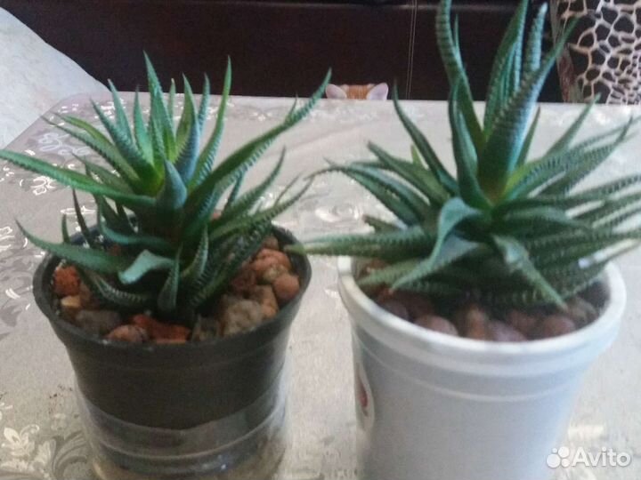 Безуходные комнатные растения