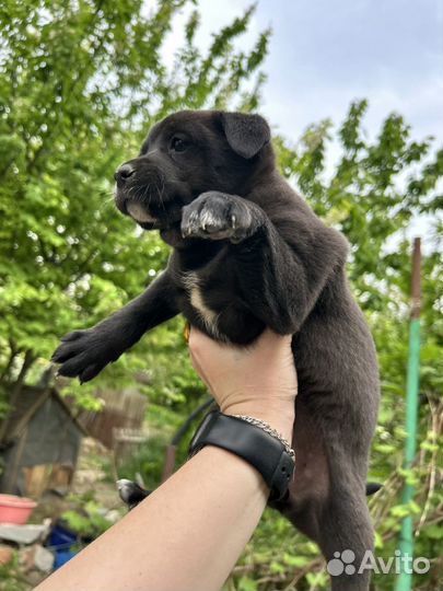 Щенок в добрые руки бесплатно