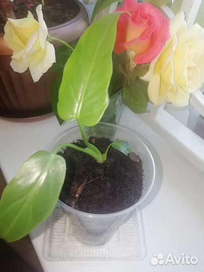 Филодендрон