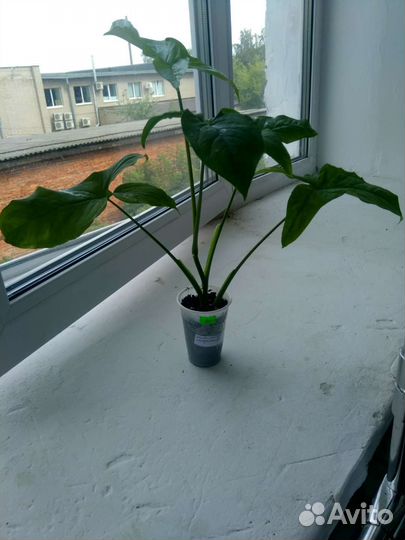 Сингониум моттлед