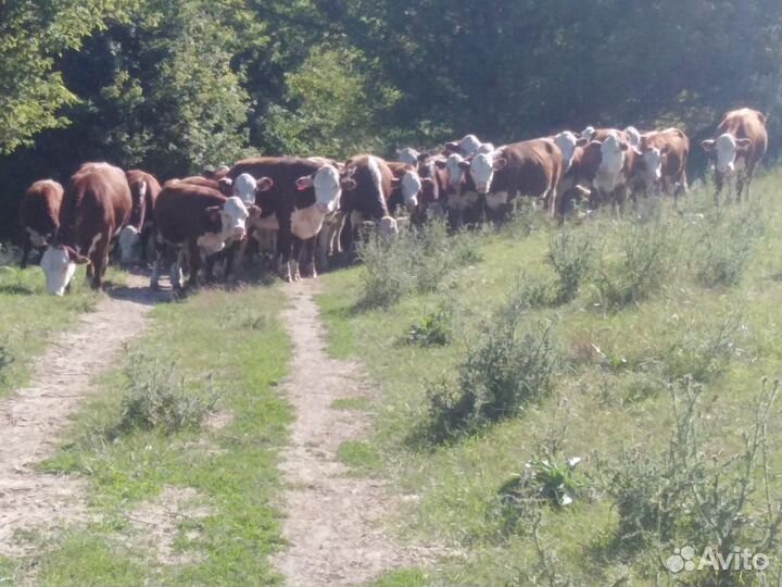 Телки бычки на доращивания