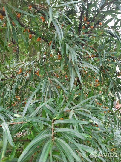 Облепиха,арония,вишня,цветы (бадан,хоста и другие)