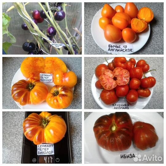 Продам коллекционные семена томатов