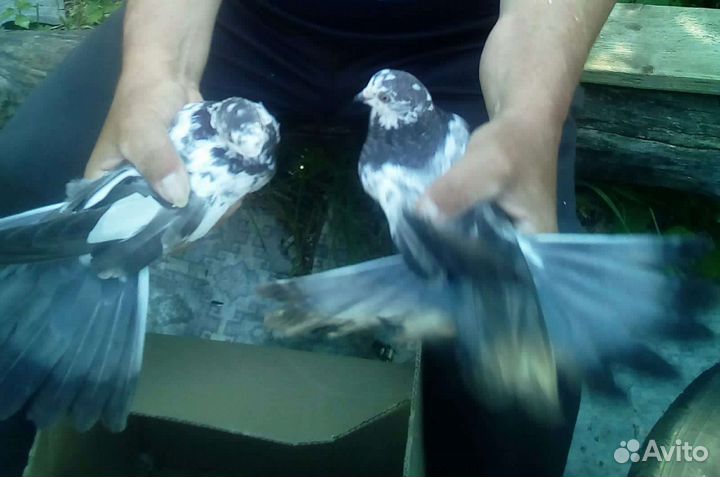 Продажа голубей