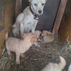 Щенки в добрые руки