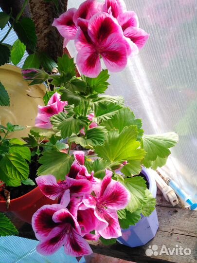 Комнатные растения цветы